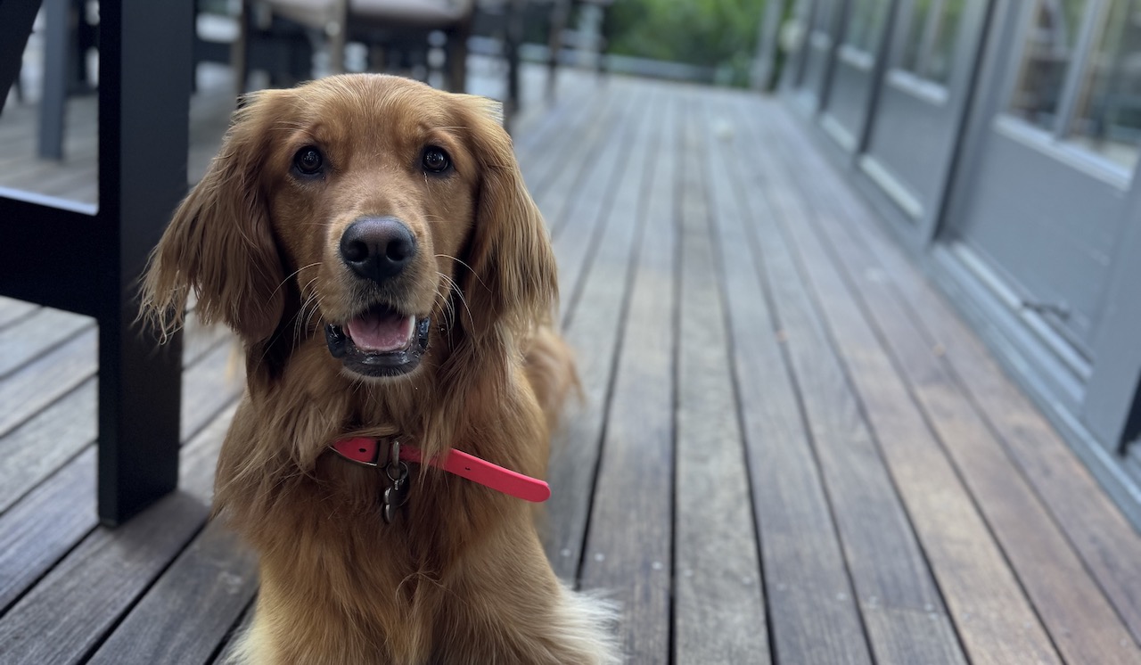 Team at batting cage